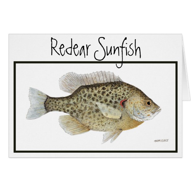 Carte de Sunfish de Redear (Devant horizontal)