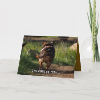 Carte de sympathie - animal de compagnie
