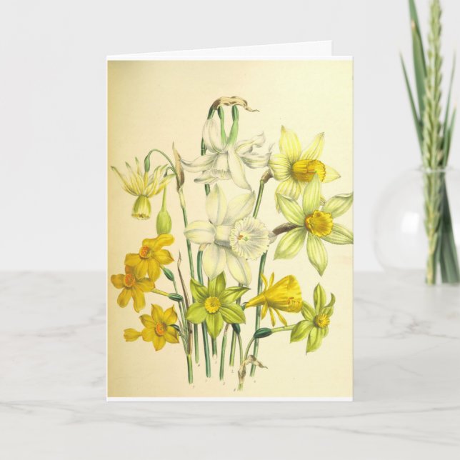 Carte de sympathie de fleur de narcisse (Devant)