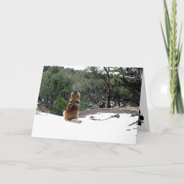Carte de sympathie de Leonberger (Devant)