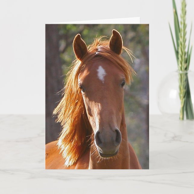 Carte de sympathie du cheval (Devant)