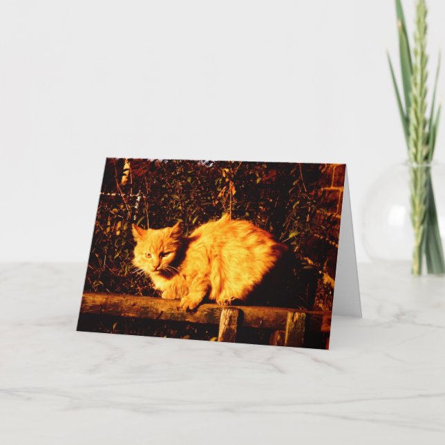 Carte de sympathie pour le propriétaire de chat (Devant)