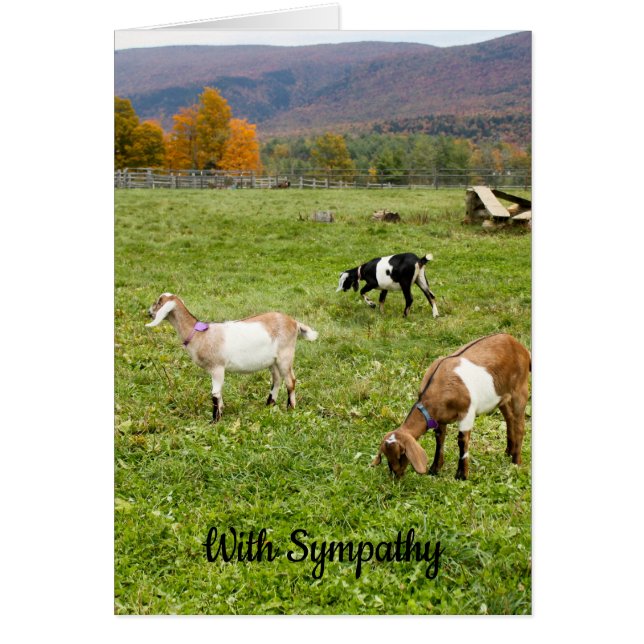 Carte de sympathie pour les chèvres du Vermont (Devant)