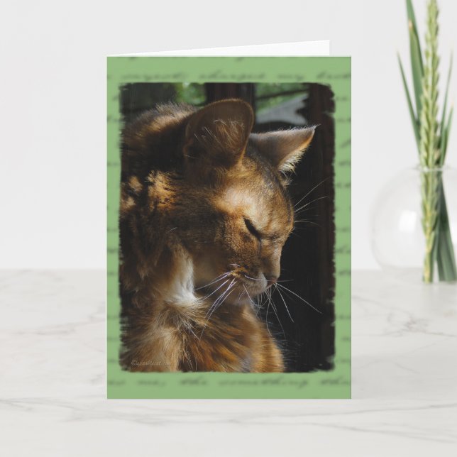 Carte de sympathie somalienne de chat (Devant)