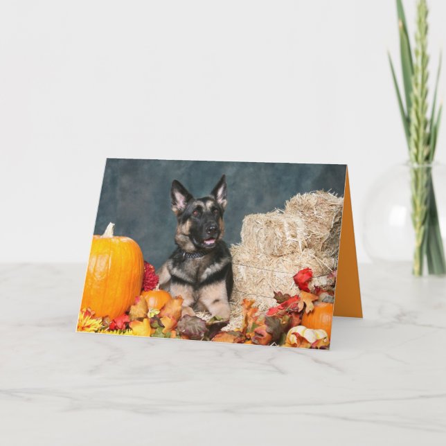 Carte de thanksgiving de berger allemand (Devant)