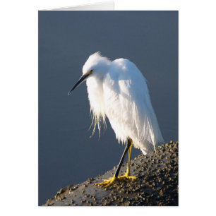 Carte de thérapie de chaussure