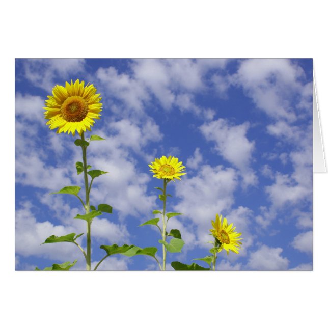 Carte de tournesol (Devant horizontal)