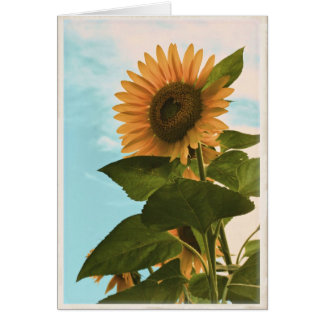 Carte de tournesol - blanc