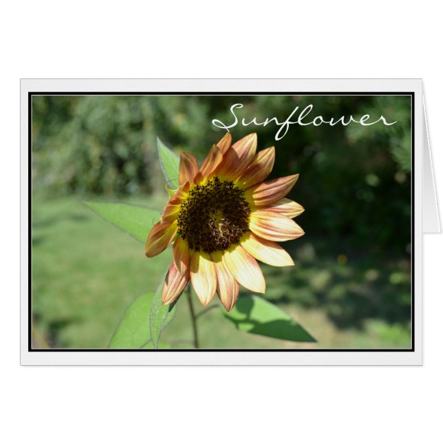 Carte de tournesol de septembre (Devant horizontal)
