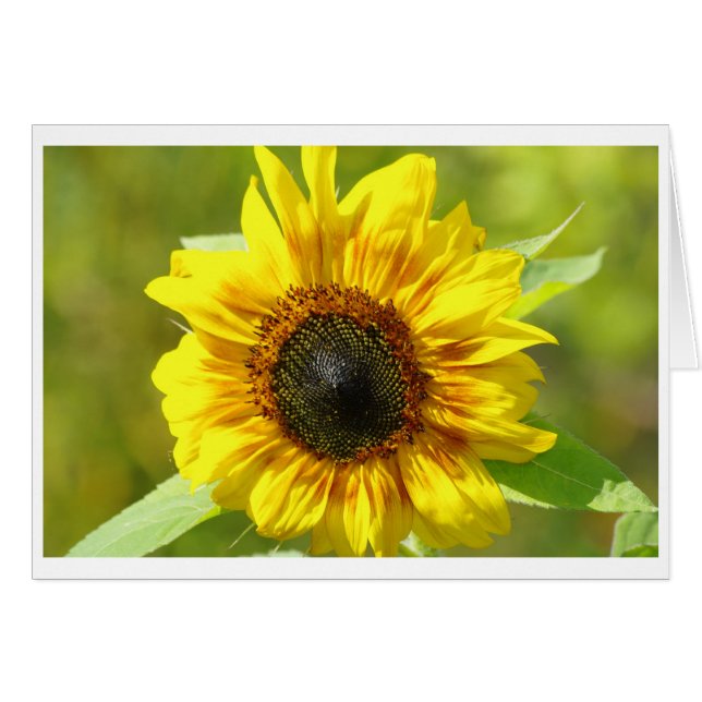 Carte de tournesol jaune (Devant horizontal)