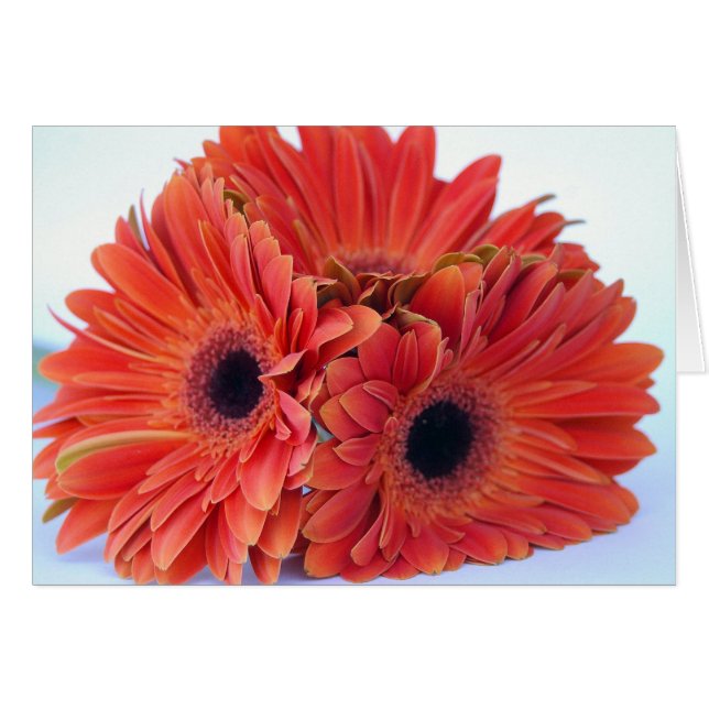 Carte de trio d'orange pressée (Devant horizontal)