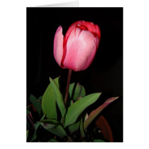 Carte de tulipe