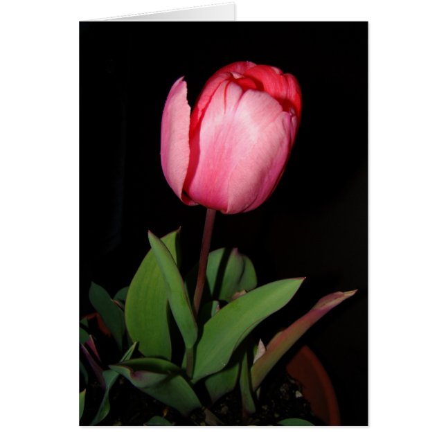 Carte de tulipe (Devant)