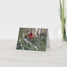 Carte de vacances avec Cardinal