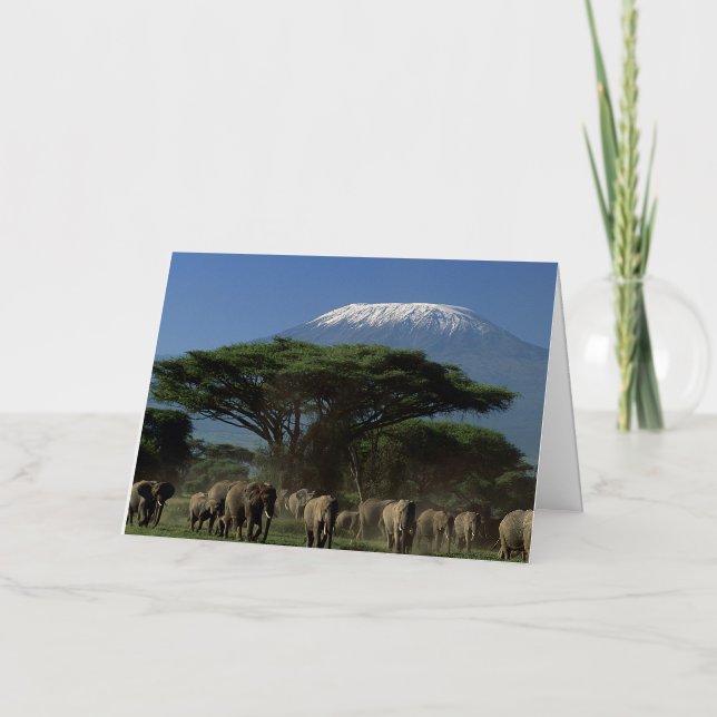 Carte De Vacances Métallisée Elphants du mont Kilimanjaro (Recto)