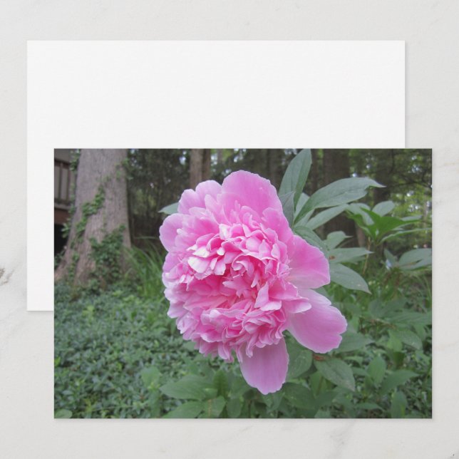 Carte de vacances Peony Flat (Devant / Derrière)