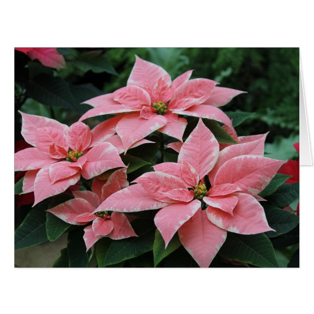 Carte de vacances Pink Poinsettia (Devant horizontal)