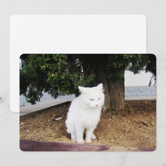 Carte de vacances Pooping Cat Flat (Devant / Derrière)