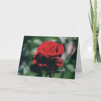Carte de vacances Rose Rouge