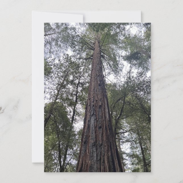 Carte de vacances Sequoia Flat (Devant)