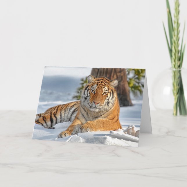 Carte de vacances Tiger (Devant)