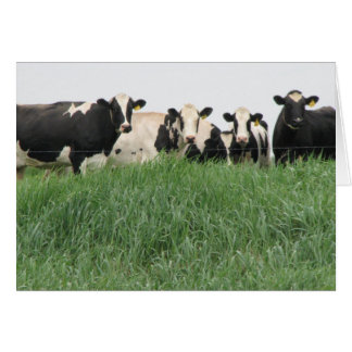 Carte de vache laitière