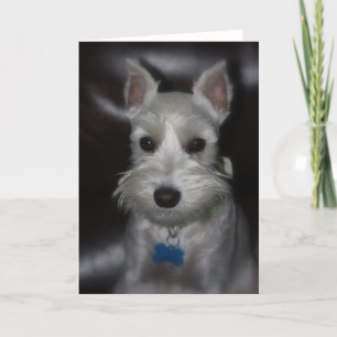 Carte de visage douce de chiot blanc de Schnauzer