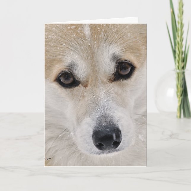 Carte de visage douce de corgi (Devant)