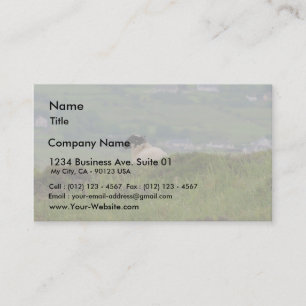 Carte De Visite Agneaux de moutons de Knocknara Irlande