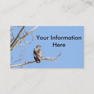 Carte De Visite Aigle à tête blanche juvénile