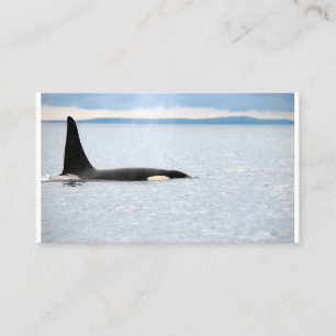 Carte De Visite Alaska - Orca