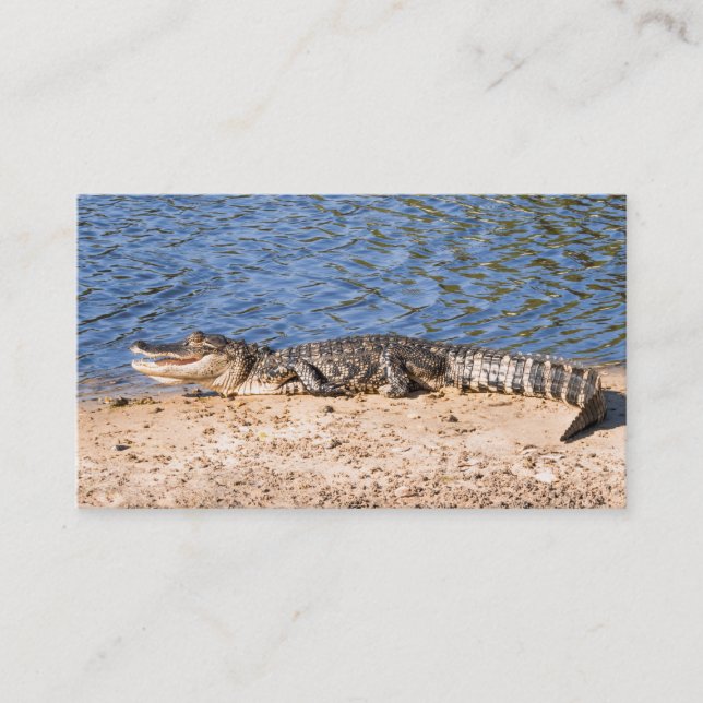 Carte De Visite Alligator exposant au soleil au lac (Devant)