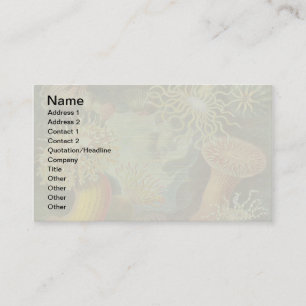 Carte De Visite Anémone de mer Nature scientifique Océan