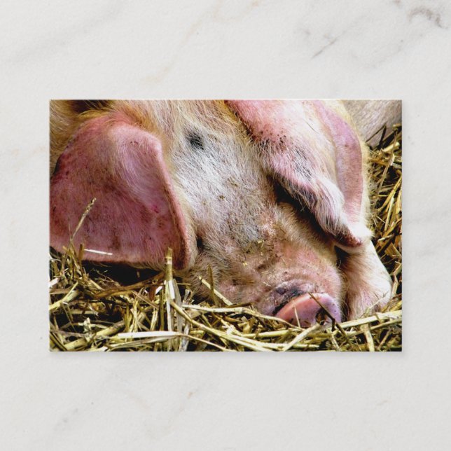 CARTE DE VISITE ANIMAUX AGRICOLES, PIGS (Devant)