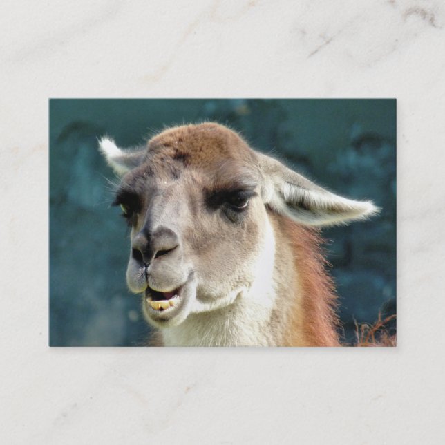CARTE DE VISITE ANIMAUX SAUVAGES - GUANACO (Devant)