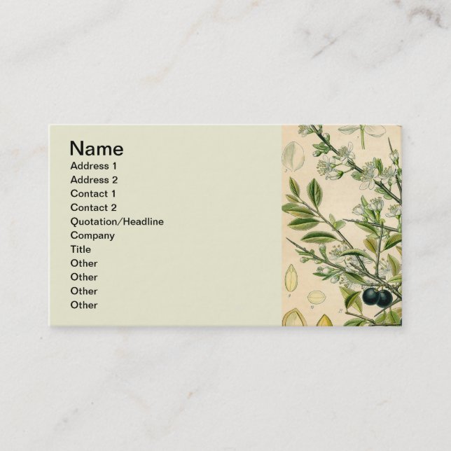 Carte De Visite Antique Blackthorn Botanique Imprimé Fleur Berry (Devant)