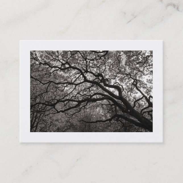Carte De Visite Arbre Magnolia en Fleur 01 (Bordé) (Devant)