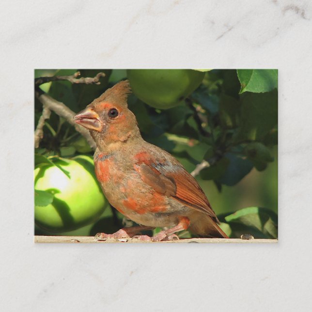 Carte De Visite ATC cardinal de bébé (Devant)