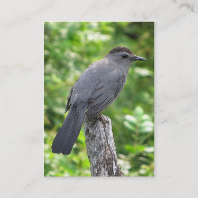 Carte De Visite ATC de Catbird (Devant)