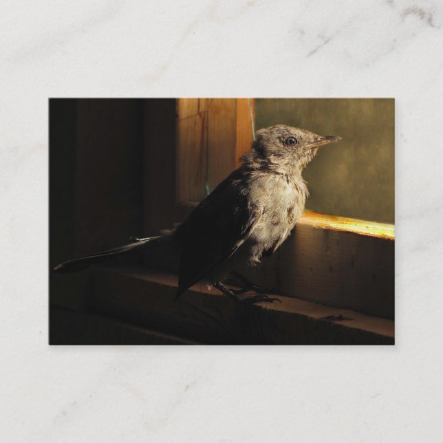 Carte De Visite ATC de Catbird de bébé (Devant)