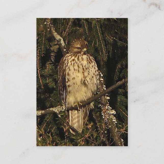 Carte De Visite ATC de faucon coupé la queue par rouge (Devant)