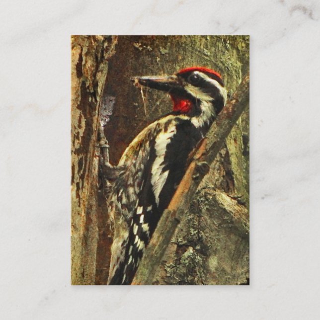 Carte De Visite ATC Jaune-gonflé de Sapsucker (Devant)