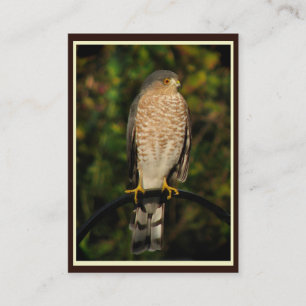 Carte De Visite ATC Pointu-Shinned de faucon