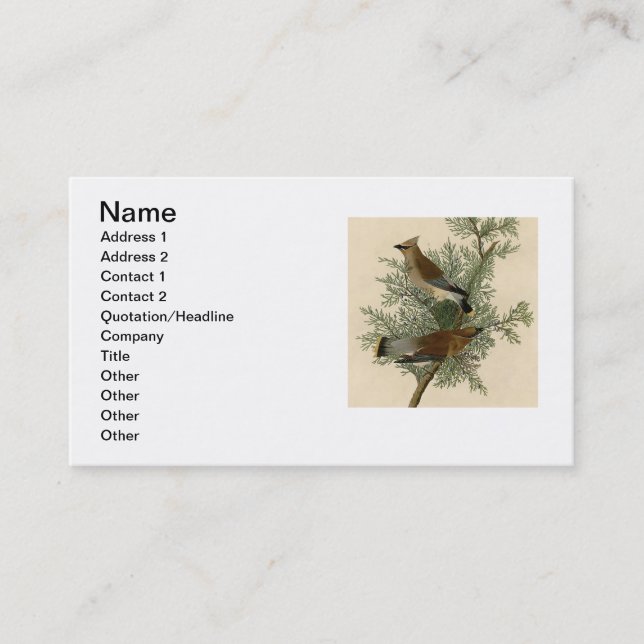 Carte De Visite Audubon Cèdre cire oiseau (Devant)