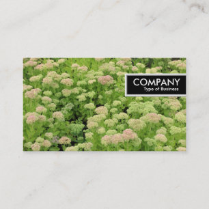 Carte De Visite Balise de bord - Sedum (Joie d'automne)