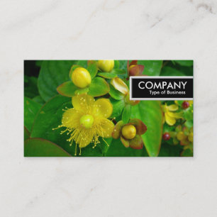 Carte De Visite Balise Edge - St Johns Wort