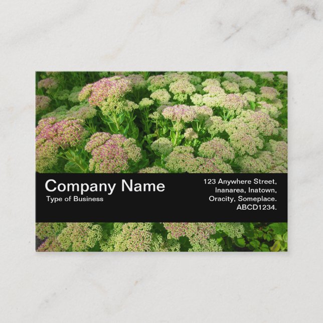 Carte De Visite Bande de texture V2 - Sédum "Joie d'automne" (Devant)