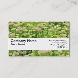 Carte De Visite Bande de texture V2 - Sedum (Joie d'automne)