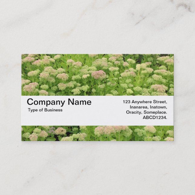Carte De Visite Bande de texture V2 - Sedum (Joie d'automne) (Devant)