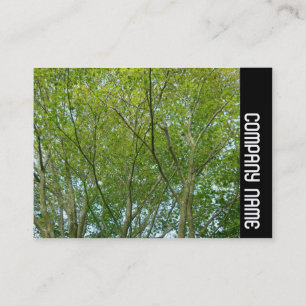 Carte De Visite Bande latérale - Érable japonais